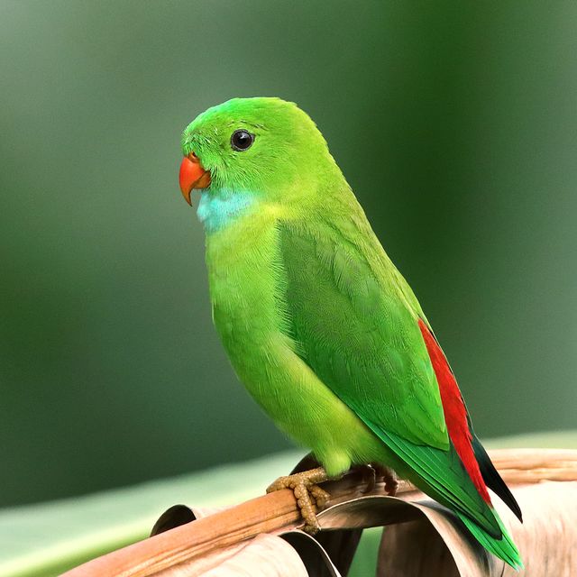林