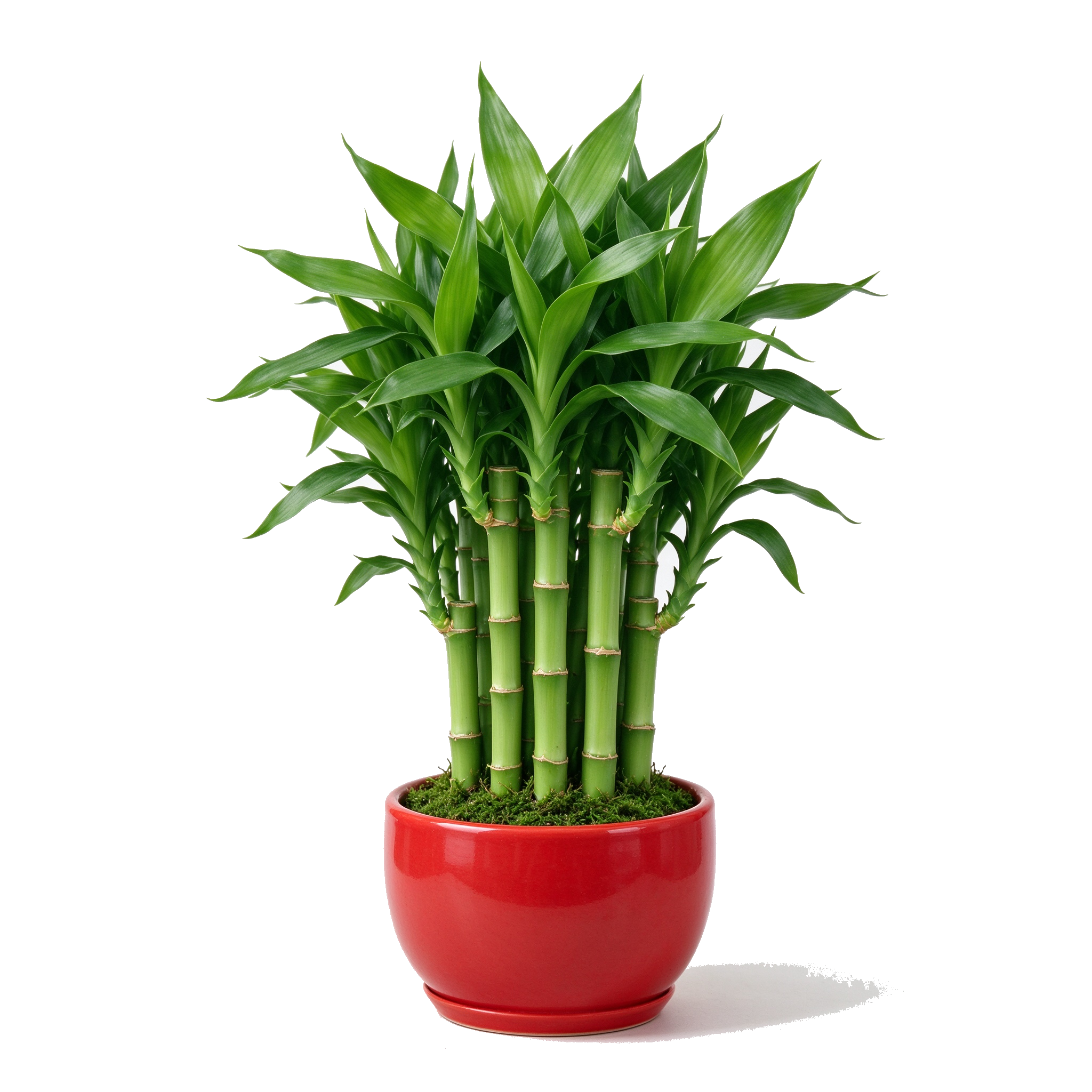 花卉
